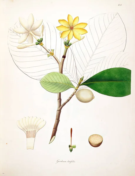 Botanische Illustratie Planten Van Kust Van Coromandel Londen 1793 — Stockfoto