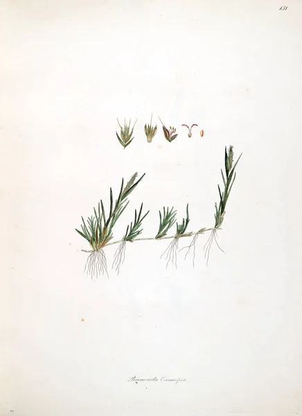 Botanische Illustratie Planten Van Kust Van Coromandel Londen 1793 — Stockfoto