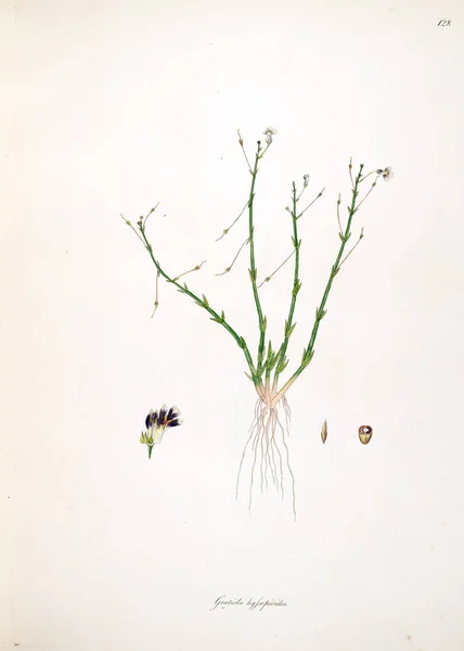 Illustration Botanique Plantes Côte Coromandel Londres 1793 — Photo