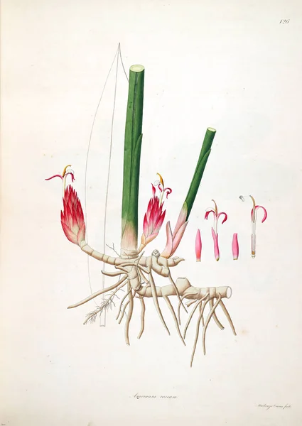 Botanická Ilustrace Rostliny Pobřeží Coromandel Londýn 1793 — Stock fotografie