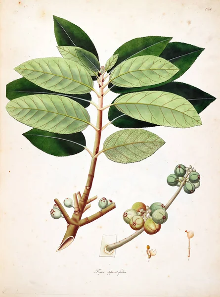 Illustrazione Botanica Piante Della Costa Coromandel Londra 1793 — Foto Stock