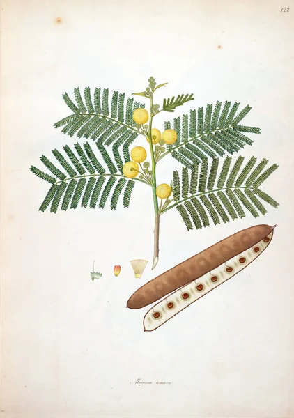 Illustrazione Botanica Piante Della Costa Coromandel Londra 1793 — Foto Stock