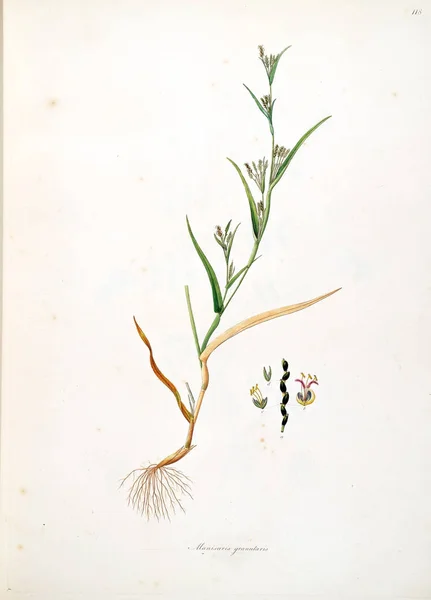 Ilustración Botánica Plantas Costa Coromandel Londres 1793 — Foto de Stock