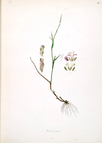 Botaniska Illustration Växter Kusten Coromandel London 1793 — Stockfoto