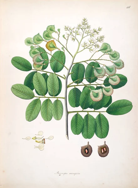 Ilustracji Botanicznych Rośliny Wybrzeża Coromandel Londyn 1793 — Zdjęcie stockowe