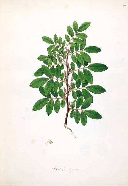 Botanická Ilustrace Rostliny Pobřeží Coromandel Londýn 1793 — Stock fotografie