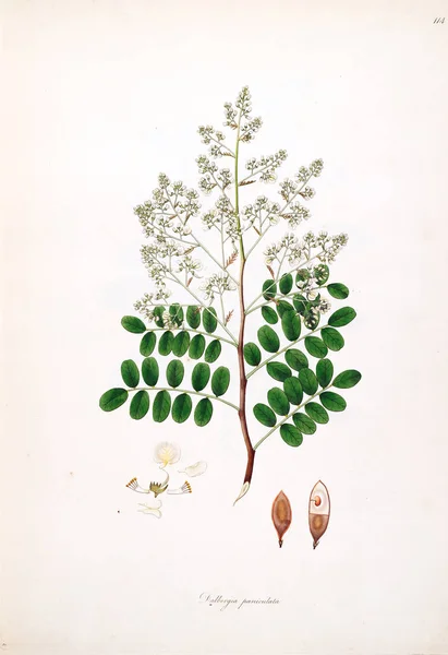 Botanická Ilustrace Rostliny Pobřeží Coromandel Londýn 1793 — Stock fotografie