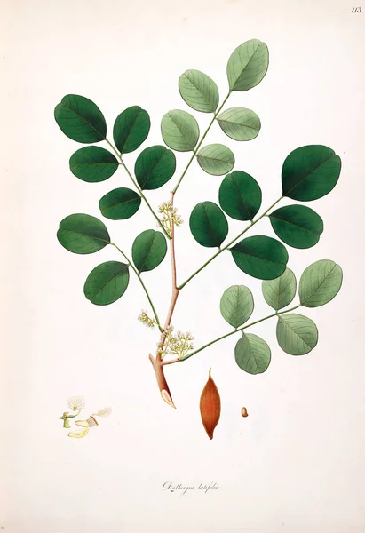 Illustration Botanique Plantes Côte Coromandel Londres 1793 — Photo