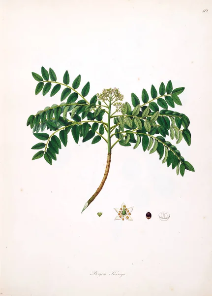 Botaniska Illustration Växter Kusten Coromandel London 1793 — Stockfoto