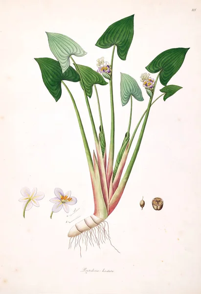 Botanická Ilustrace Rostliny Pobřeží Coromandel Londýn 1793 — Stock fotografie