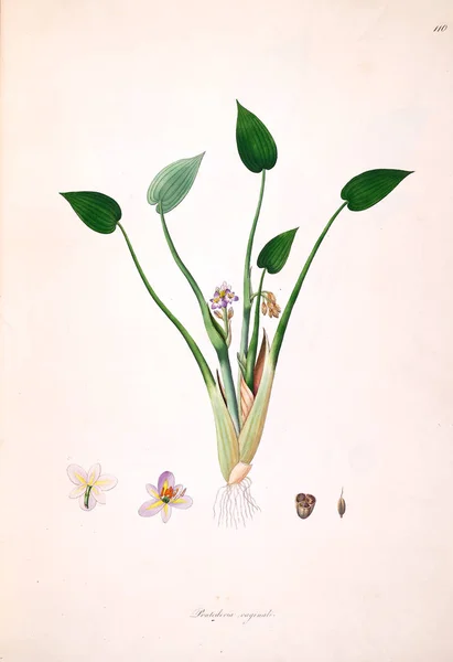 Illustration Botanique Plantes Côte Coromandel Londres 1793 — Photo