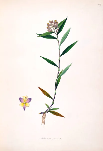 Botaniska Illustration Växter Kusten Coromandel London 1793 — Stockfoto