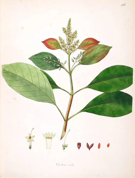 Ilustracji Botanicznych Rośliny Wybrzeża Coromandel Londyn 1793 — Zdjęcie stockowe