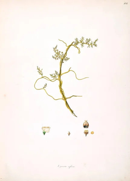 Illustration Botanique Plantes Côte Coromandel Londres 1793 — Photo