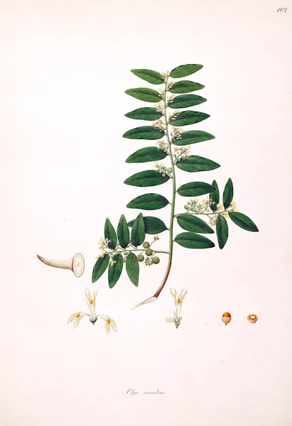 Ботанічні Ілюстрації Рослини Узбережжя Coromandel Лондоні 1793 — стокове фото