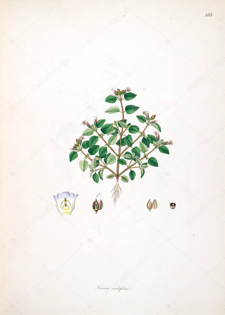 Botanical illustration. Plants of the coast of Coromandel London 1793