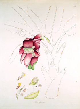 Botanik illüstrasyon. Bitkiler, sahil Londra'nın Coromandel 1819