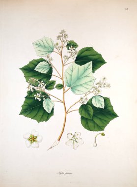 Botanik illüstrasyon. Bitkiler, sahil Londra'nın Coromandel 1819