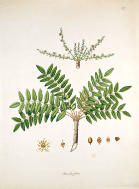 Botanik illüstrasyon. Bitkiler, sahil Londra'nın Coromandel 1819