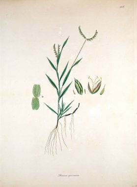 Botanik illüstrasyon. Bitkiler, sahil Londra'nın Coromandel 1819