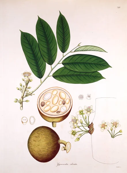 Botanische Illustratie Planten Van Kust Van Coromandel Londen 1819 — Stockfoto