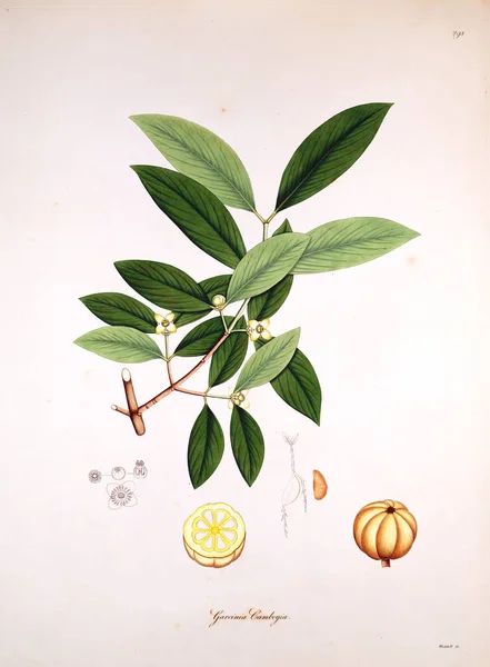 Illustration Botanique Plantes Côte Coromandel Londres 1819 — Photo