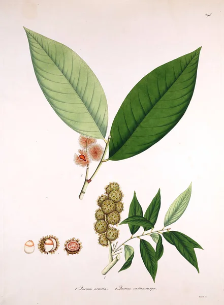 Illustrazione Botanica Piante Della Costa Coromandel Londra 1819 — Foto Stock