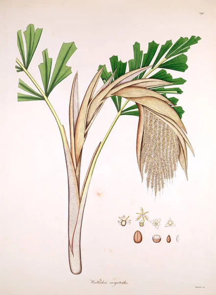 Ilustrație Botanică Plantele Coasta Coromandel Londra 1819 — Fotografie, imagine de stoc