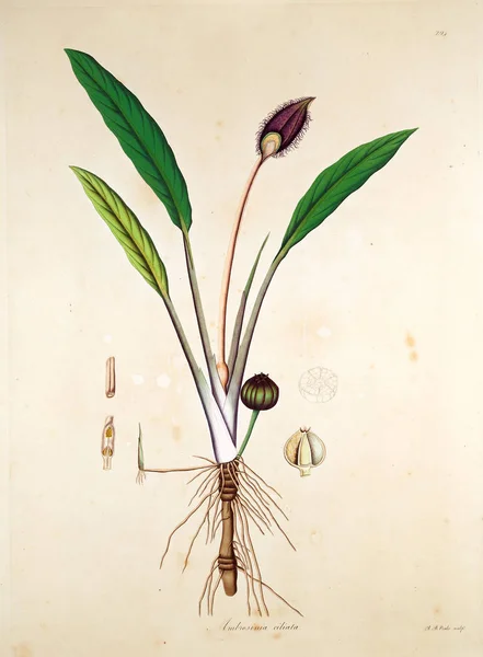 Botanická Ilustrace Rostliny Pobřeží Coromandel Londýn 1819 — Stock fotografie