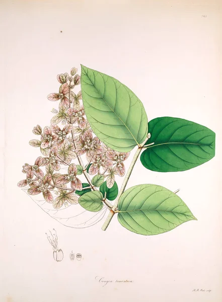 Βοτανική Εικονογράφηση Φυτά Από Την Ακτή Του Κορομάντελ Λονδίνου 1819 — Φωτογραφία Αρχείου