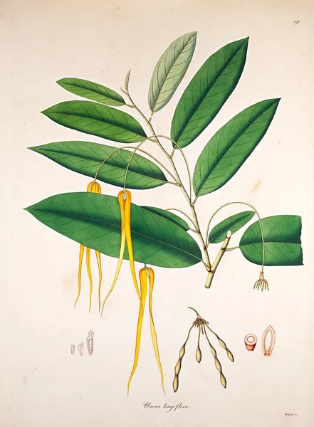 Ilustración Botánica Plantas Costa Coromandel Londres 1819 — Foto de Stock