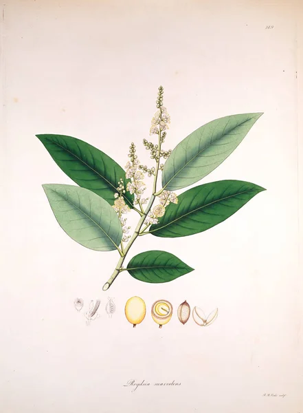 Ilustracji Botanicznych Rośliny Wybrzeża Coromandel Londyn 1819 — Zdjęcie stockowe