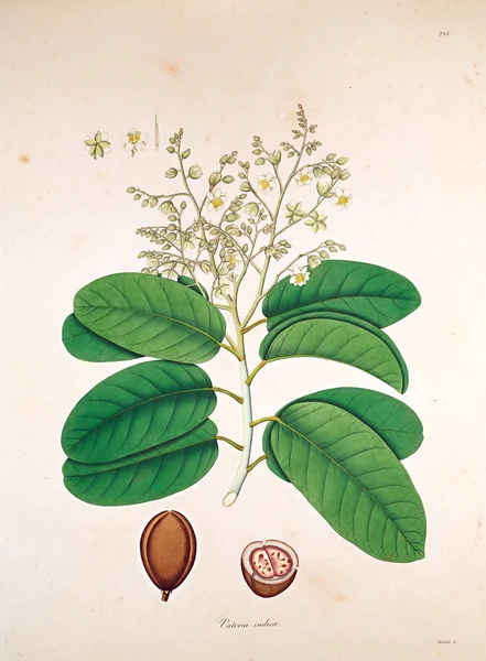 Ilustración Botánica Plantas Costa Coromandel Londres 1819 —  Fotos de Stock