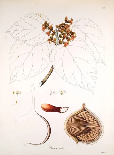 Botanická Ilustrace Rostliny Pobřeží Coromandel Londýn 1819 — Stock fotografie