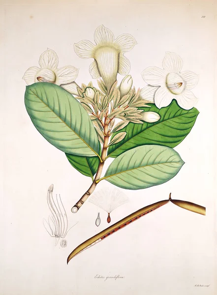 Botaniska Illustration Växter Kusten Coromandel London 1819 — Stockfoto