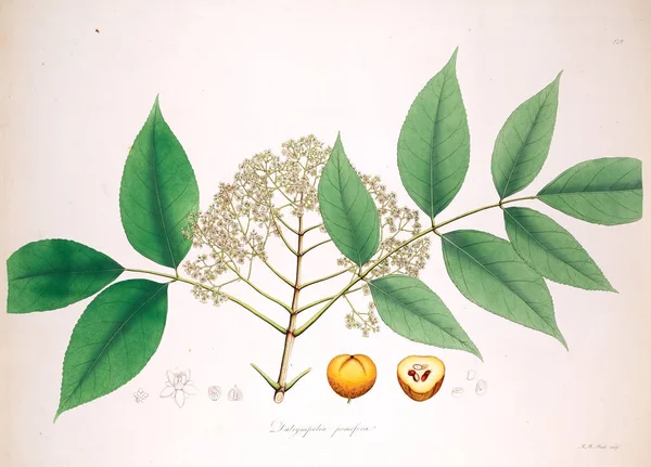 Botanische Illustration Pflanzen Der Küste Von Coromandel London 1819 — Stockfoto