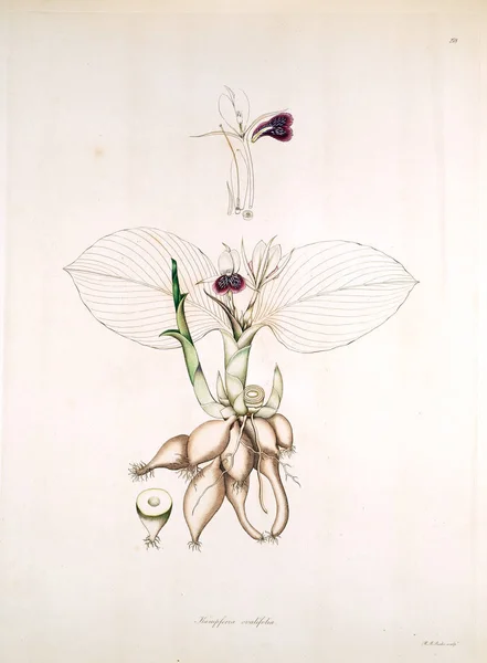 Illustration Botanique Plantes Côte Coromandel Londres 1819 — Photo