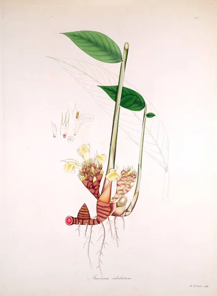 Botanická Ilustrace Rostliny Pobřeží Coromandel Londýn 1819 — Stock fotografie