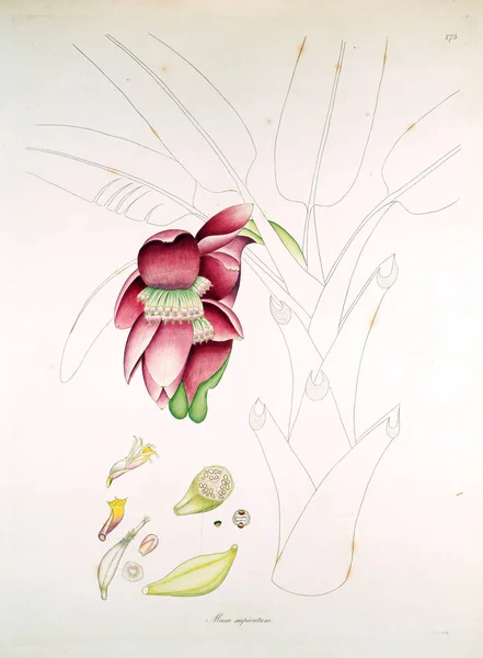 Botanische Illustratie Planten Van Kust Van Coromandel Londen 1819 — Stockfoto