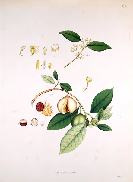 Botanische Illustratie Planten Van Kust Van Coromandel Londen 1819 — Stockfoto