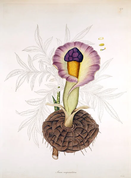 Kasvitieteellinen Kuvitus Coromandelin Rannikon Kasvit Lontoo 1819 — kuvapankkivalokuva