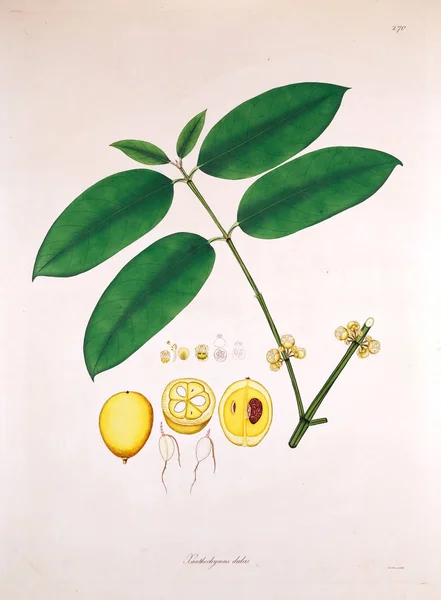 Ilustração Botânica Plantas Costa Coromandel Londres 1819 — Fotografia de Stock