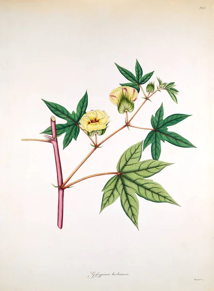 Ботаническая Иллюстрация Растения Побережья Короманделя Лондоне 1819 — стоковое фото