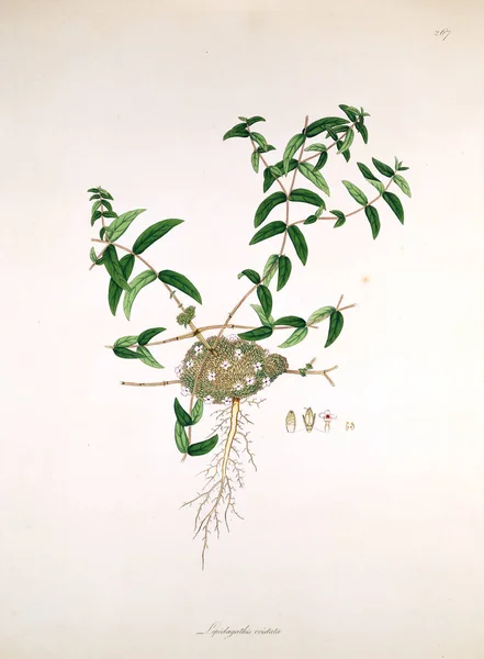 Ботаническая Иллюстрация Растения Побережья Короманделя Лондоне 1819 — стоковое фото
