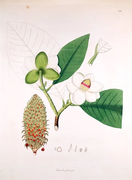 Illustrazione Botanica Piante Della Costa Coromandel Londra 1819 — Foto Stock