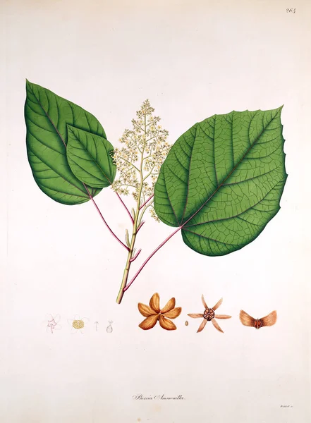 Botanische Illustratie Planten Van Kust Van Coromandel Londen 1819 — Stockfoto