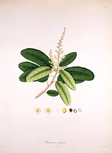 Ilustracji Botanicznych Rośliny Wybrzeża Coromandel Londyn 1819 — Zdjęcie stockowe