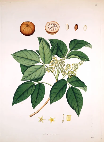 植物学插图 科罗曼德伦敦海岸的植物1819 — 图库照片