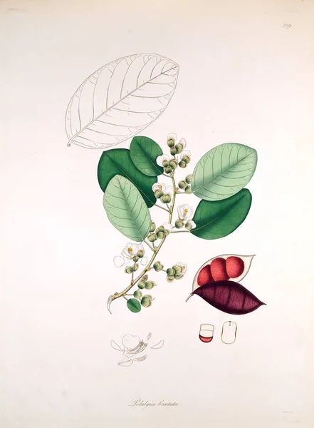 Ilustración Botánica Plantas Costa Coromandel Londres 1819 — Foto de Stock