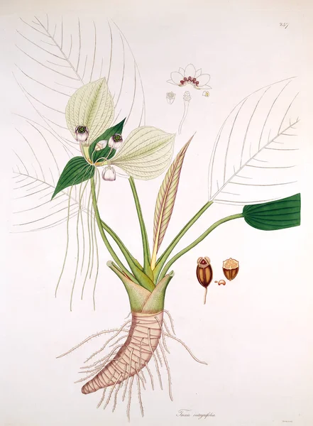 植物学插图 科罗曼德伦敦海岸的植物1819 — 图库照片